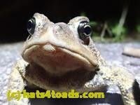 /home//u458753944/public_html/sourcegallery///////////////Roxborough Toad Detour/2021/2021-04-27/P4270276.JPG
